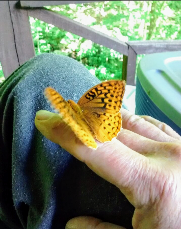 Mountain Man Sues on Behalf of the Bees and Endangered Species