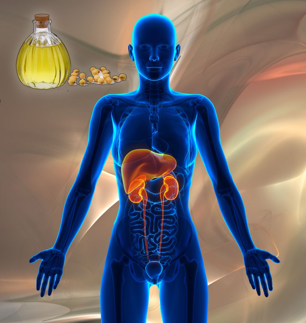 GM Soybean Oil Damages Liver and Kidneys