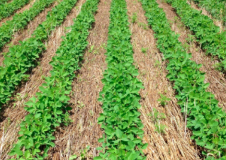 10 Alternatives to Roundup