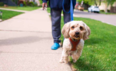 Five Reasons to Revoke the License of Glyphosate Now