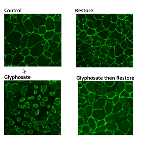 Protecting Your Family from Weed Killer on our Food