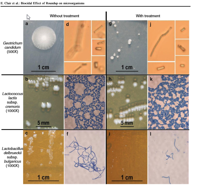 New GMO Soybean Paper Results