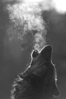 Portada de NICOLA, UN LOBO ESTEPARIO.
