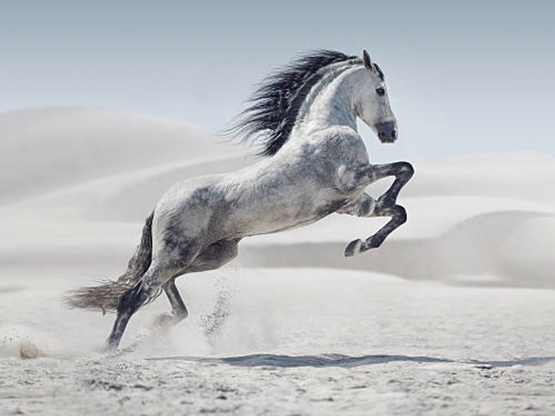 Finance & Operations