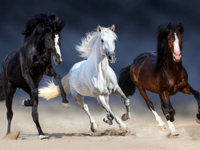 Enterprise Consulting