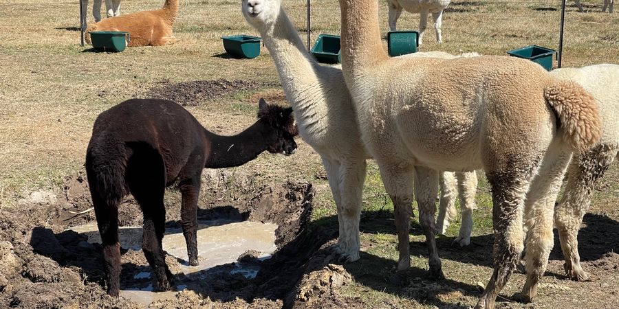 Alpacas looking forward to their paddling pool filling up