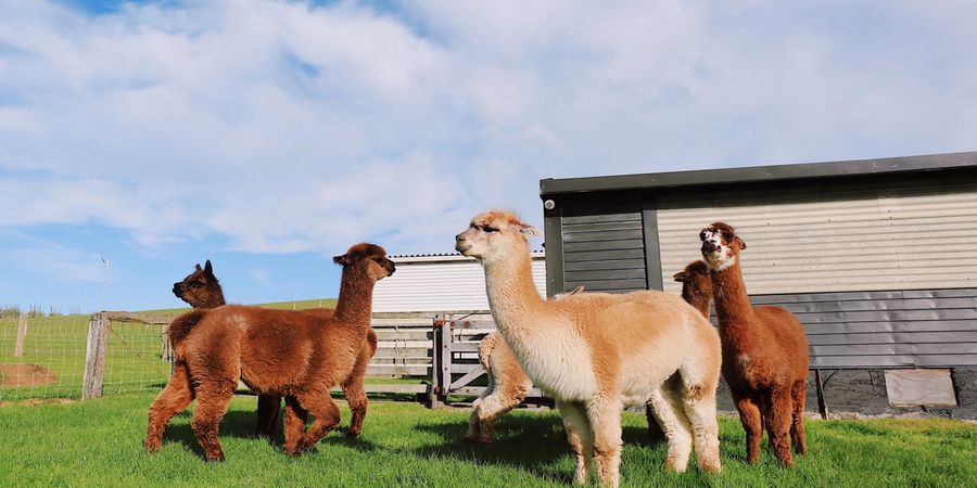 How to sell alpaca