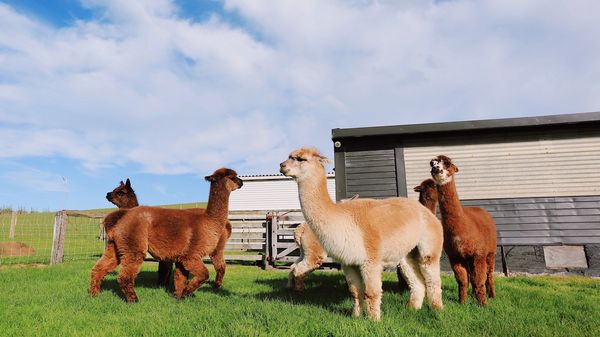 How to sell alpaca