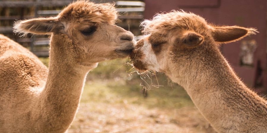 What should you consider when buying alpaca for the first time?