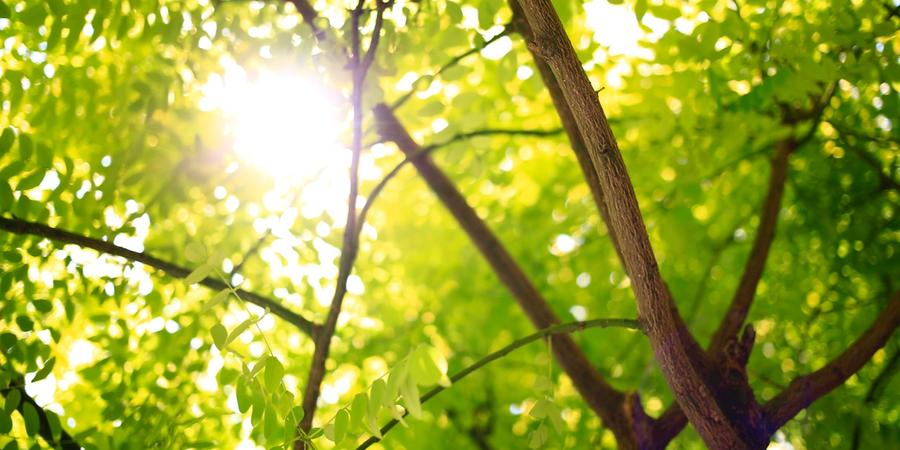 Plants, trees and shrubs that are toxic or poisonous to alpaca.