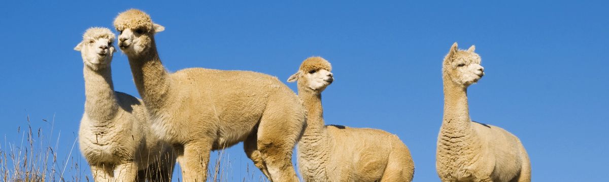 A Healthy Alpaca is a Happy Alpaca