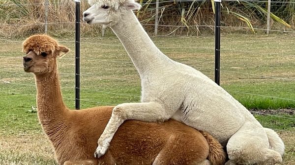 Alpaca mating in the paddock.