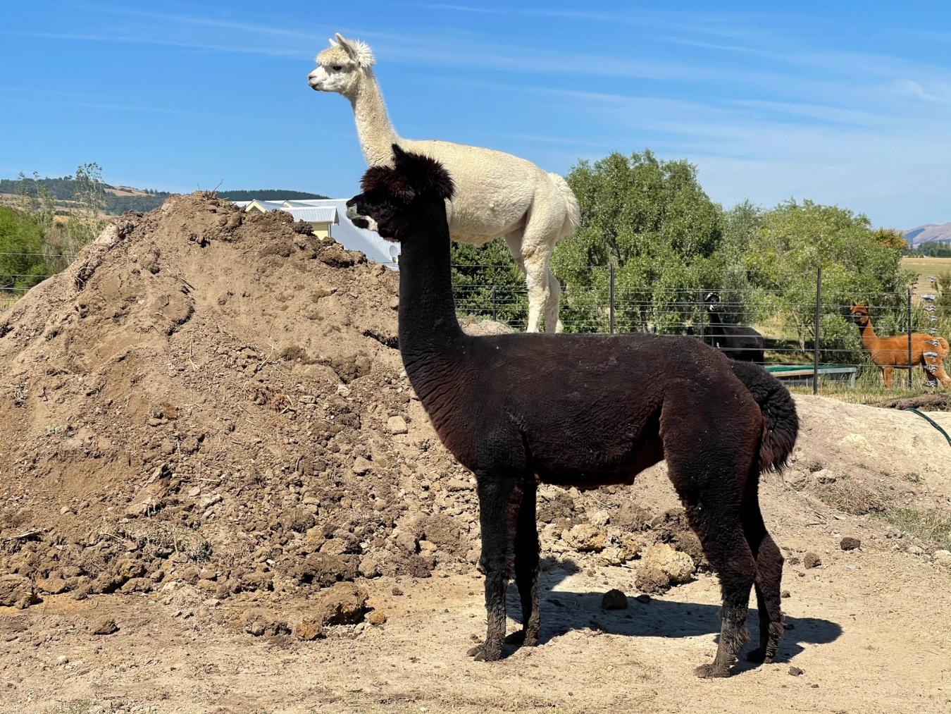 alpaca float