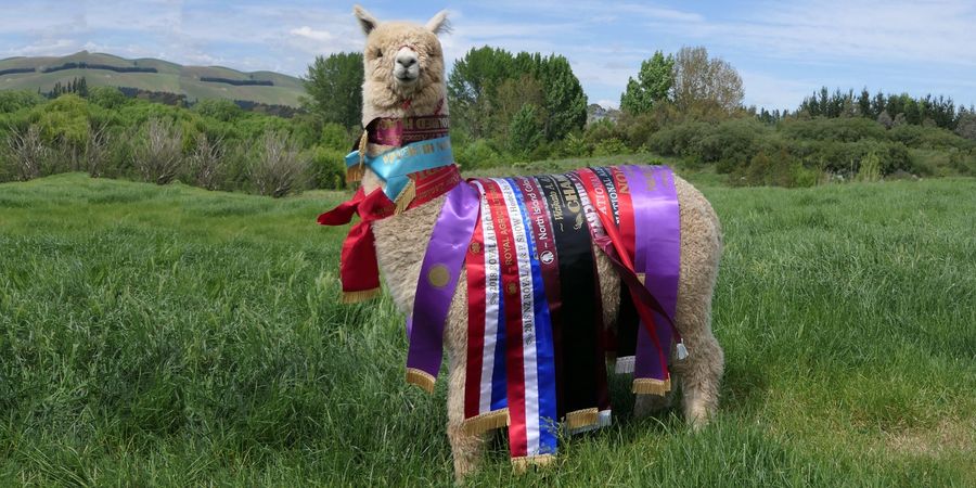 Alpaca show and alpaca judging
