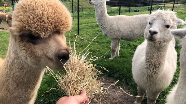 Alpaca love to nibble trees and plants, but many plants and trees are poisonous to them. We list some of the known ones to avoid.