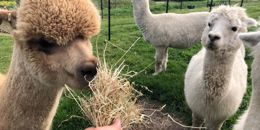 Alpaca love to nibble trees and plants, but many plants and trees are poisonous to them. We list some of the known ones to avoid.