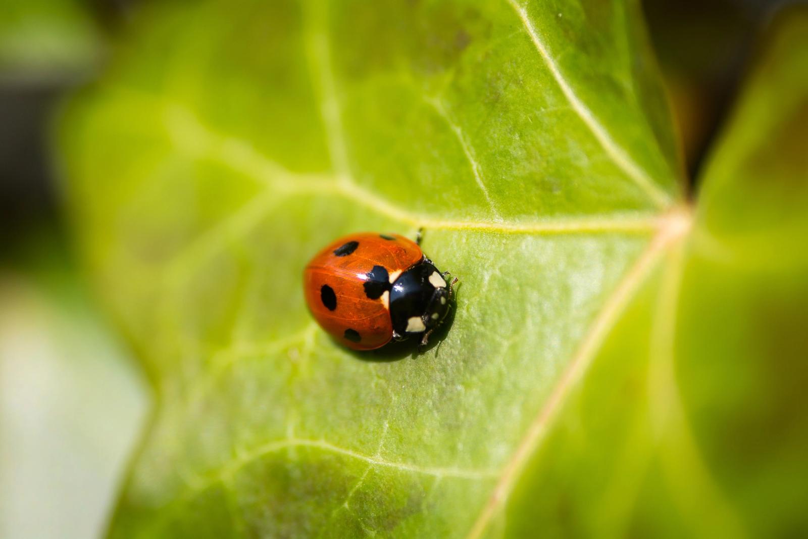 A ladybug on a green leaf