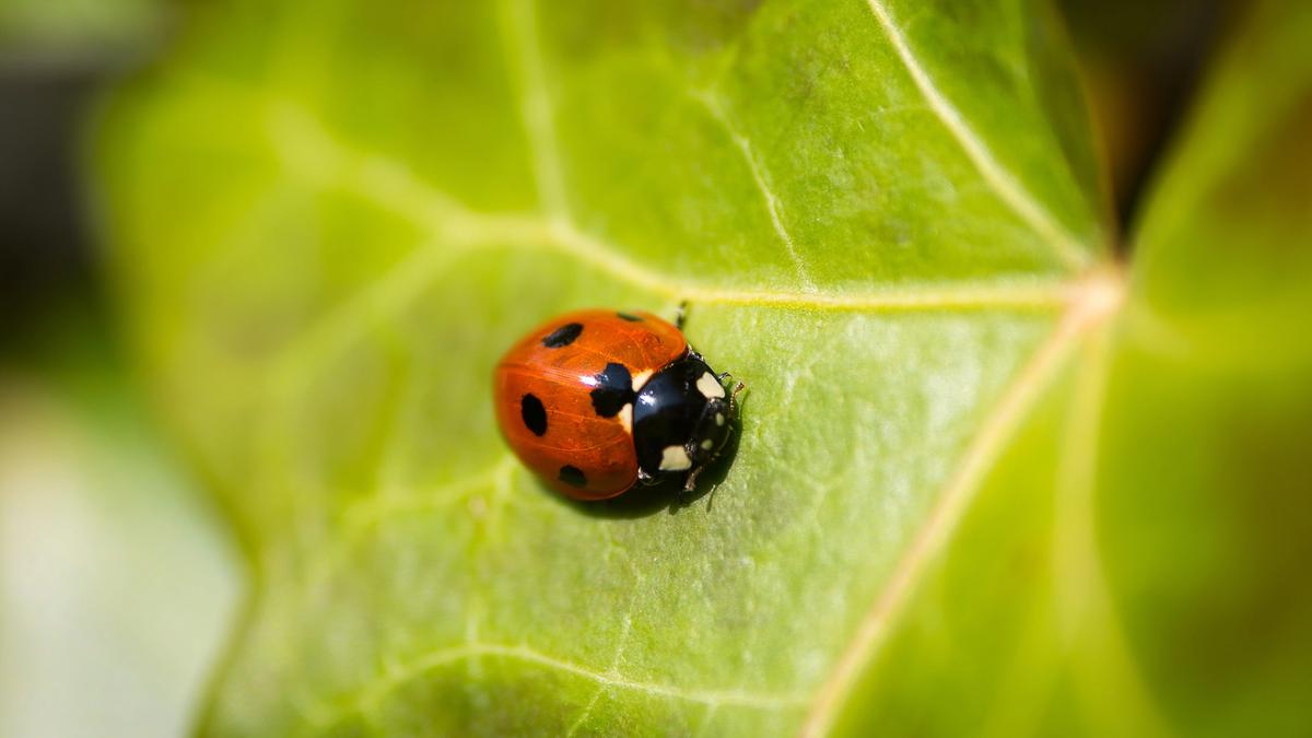 Sadicobug Insect 🐞 Insidious Bugs #3: Apple App Site Association File Identifiers ...