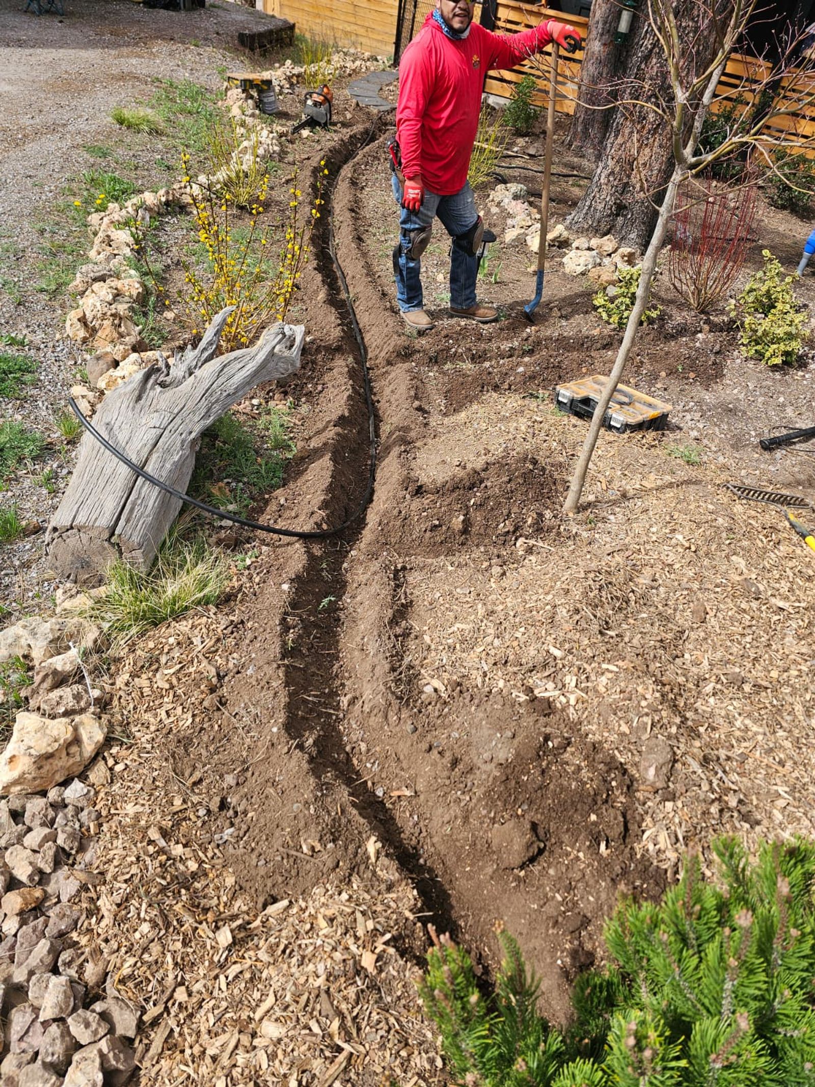 A newly dug irrigation trench with poly pipe laid through a landscaped garden bed, an AZ Irrigation technician standing over the run