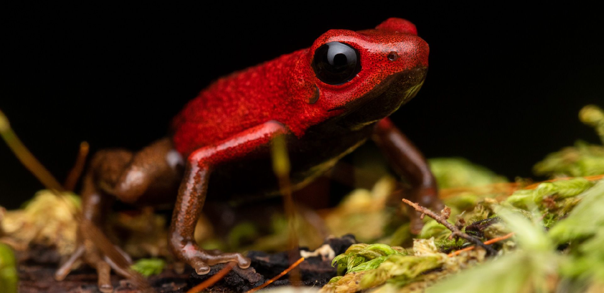 Tejer y ampliar la red de bosques para la vida