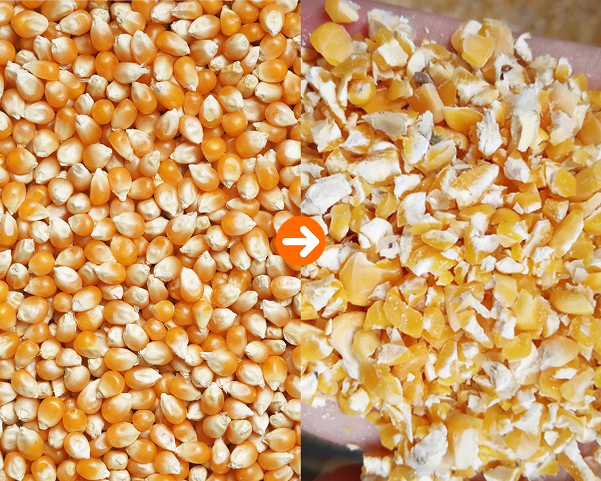 DoDoShark/Agricultural Double Roller Crusher/Crushed Corn