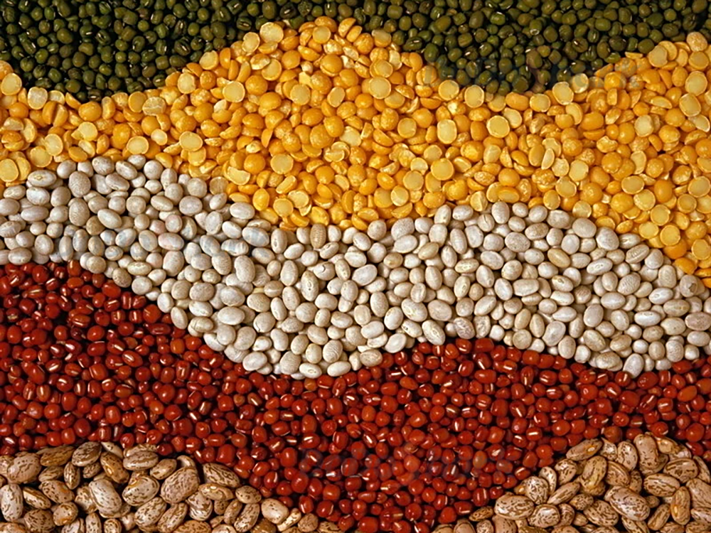 DoDoShark/SUS304 Tooth-Claw Grinder Bottom-Box Type /Dry Materials