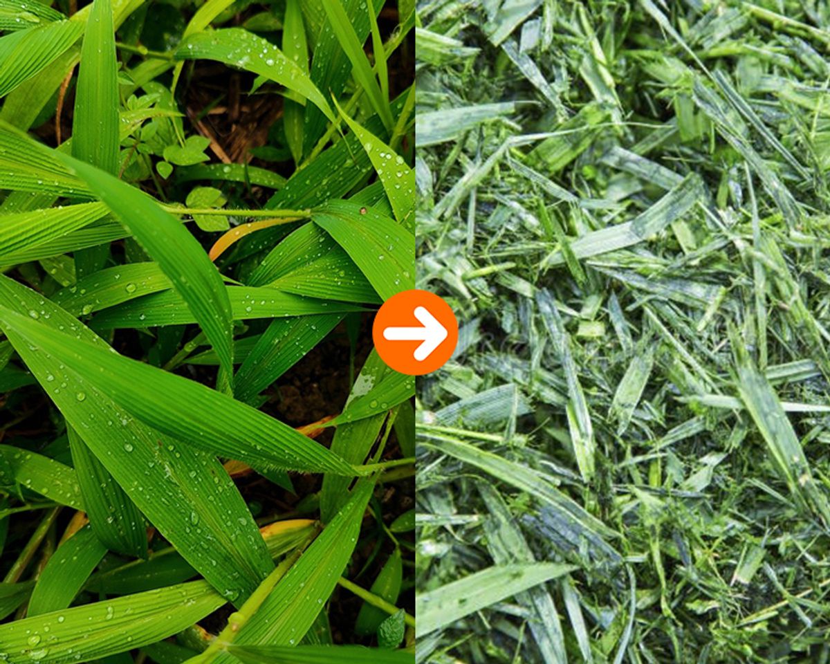 DoDoShark/Cast Iron Hammer Mill Grinder/Fresh Grass/Shredded Fragments