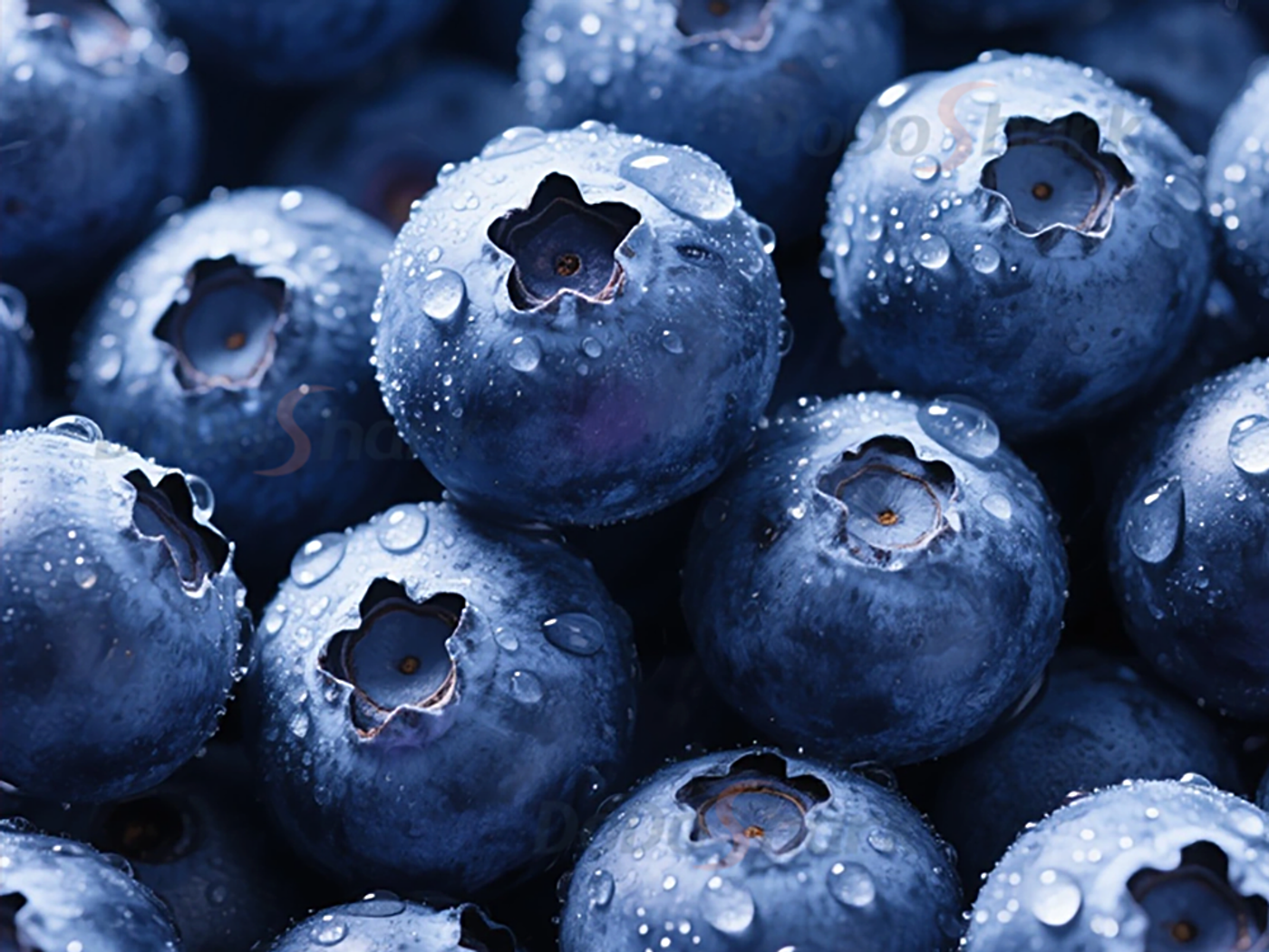 DoDoShark/SUS304 Tooth-Claw Grinder Bottom-Box Type /Paste-Type Materials