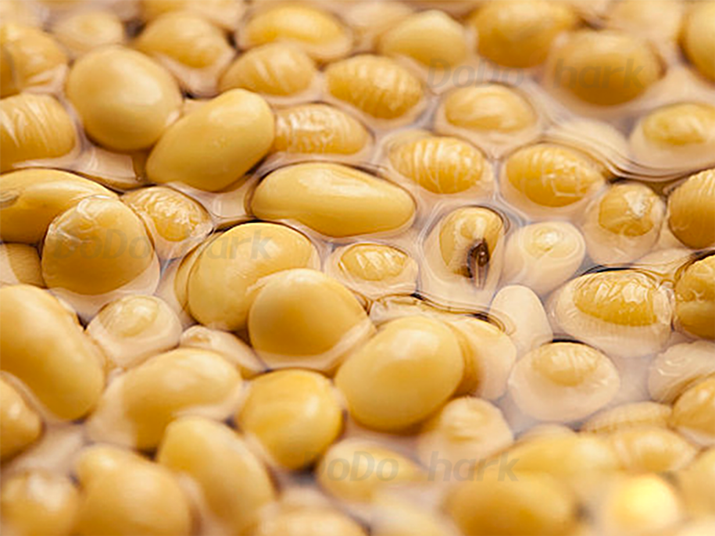 DoDoShark/SUS304 Tooth-Claw Grinder Bottom-Box Type /Moist or Soaked Materials