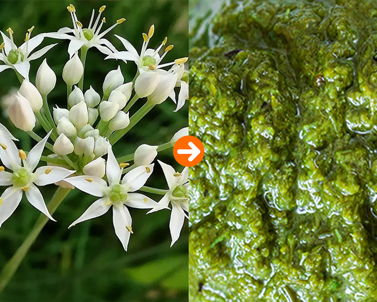 DoDoShark/SUS304 Tooth-Claw Grinder Bottom-Box Type /Leek Flower/Chive Sauce