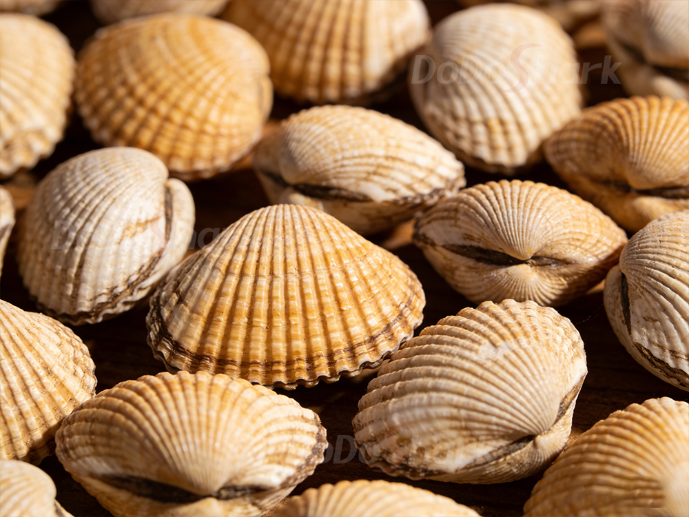 DoDoShark/Small SUS304 Grinder / Fragile Ingredients