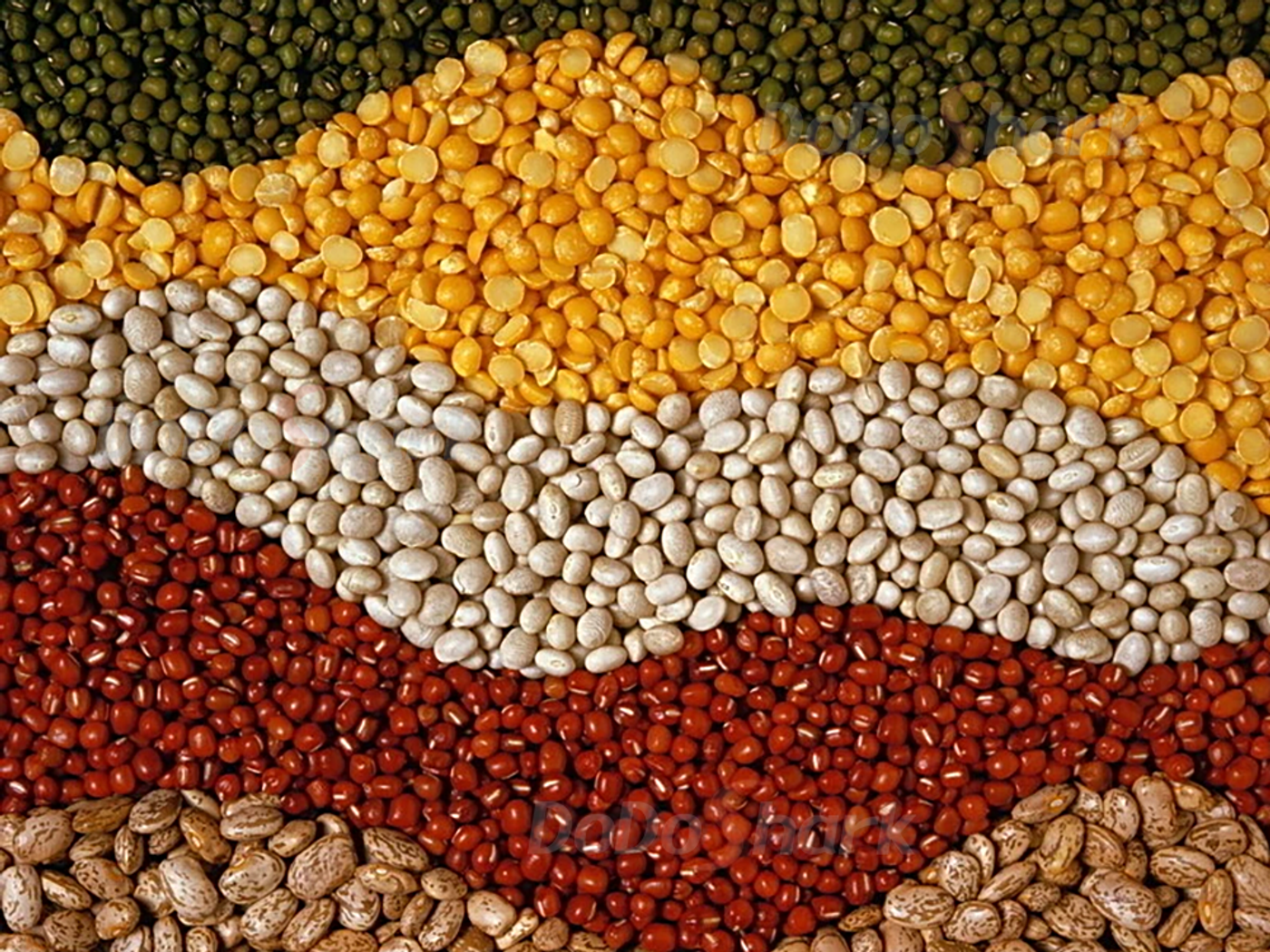 DoDoShark/Small SUS304 Grinder /Grains and Legumes