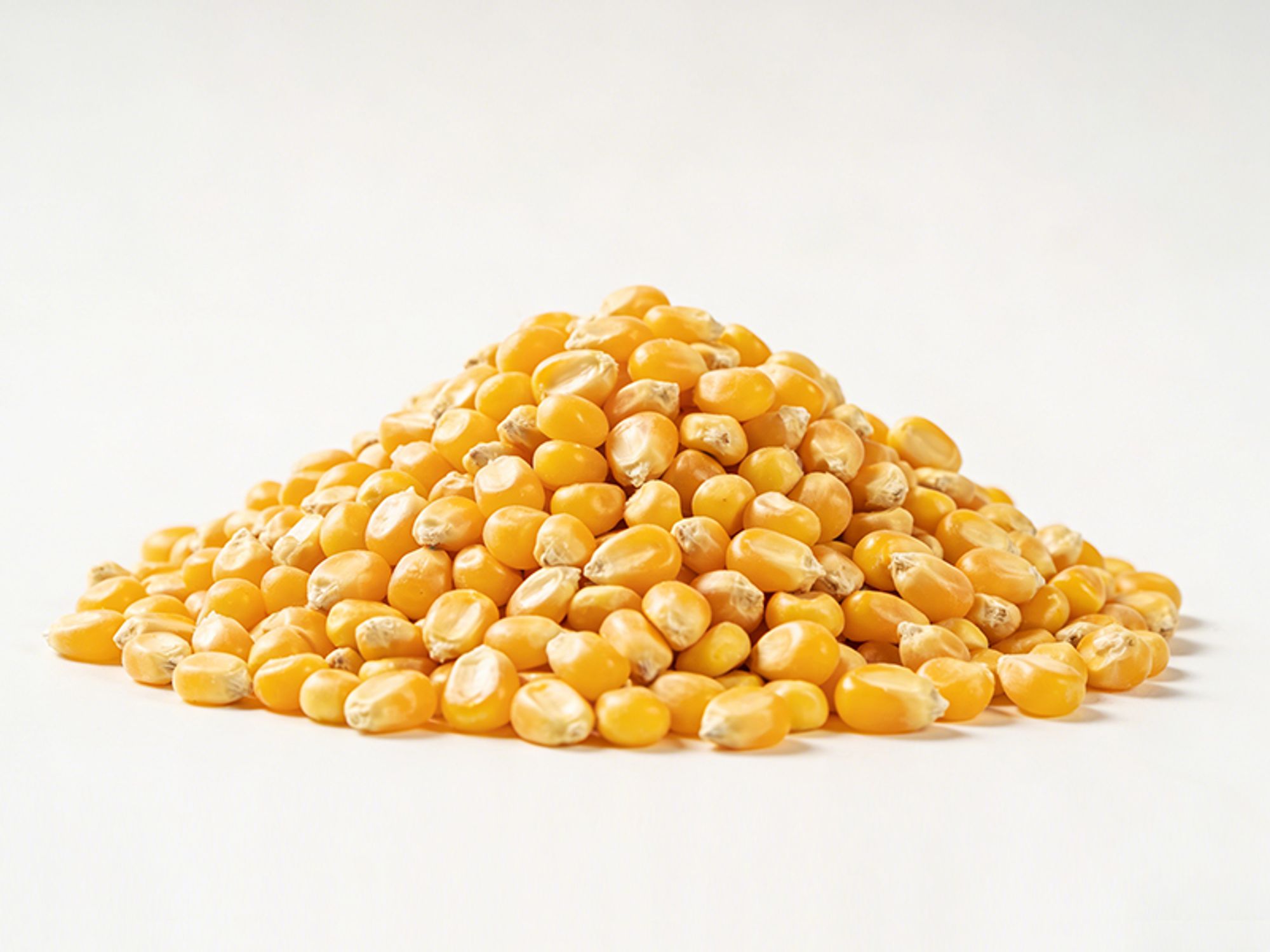 Corn Raw Material