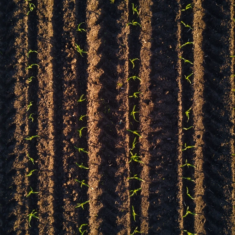 Ariel view of crop rows in the soil