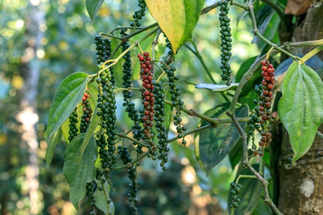 Image of he piper nigrum plant with peppercorn fruit