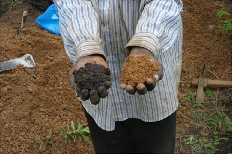 Image of a farmer holding terra preta in left hand and typical Amazonian soil in right hand