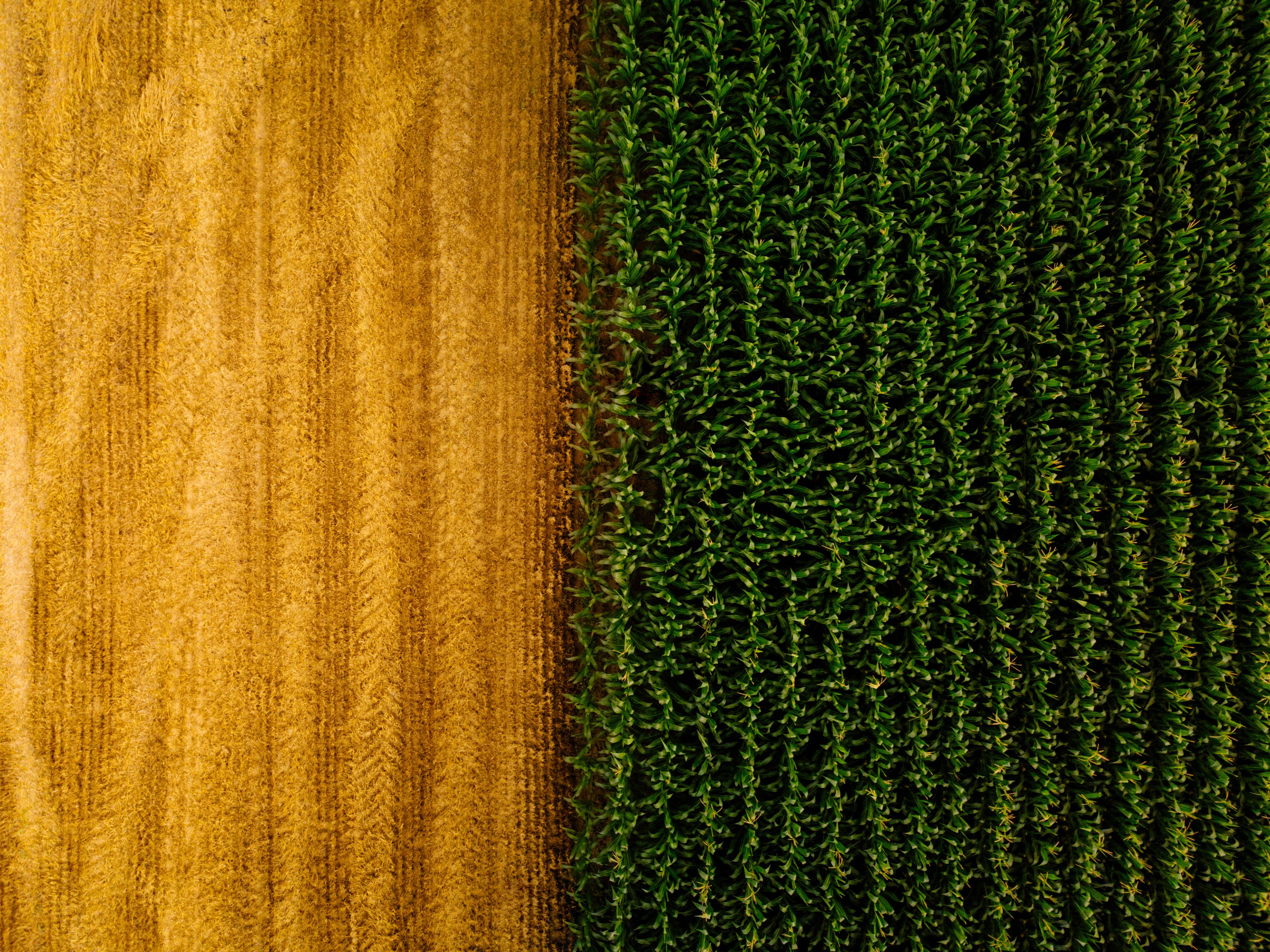 Image of a corn field taken from above