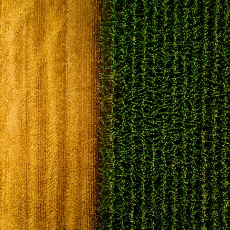 Image of a corn field taken from above