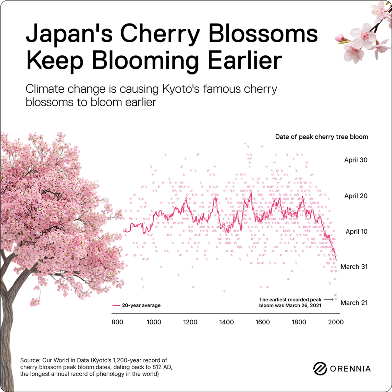 Japan's cherry blossoms keep blooming due to climate change shown in this infographic by Orennia
