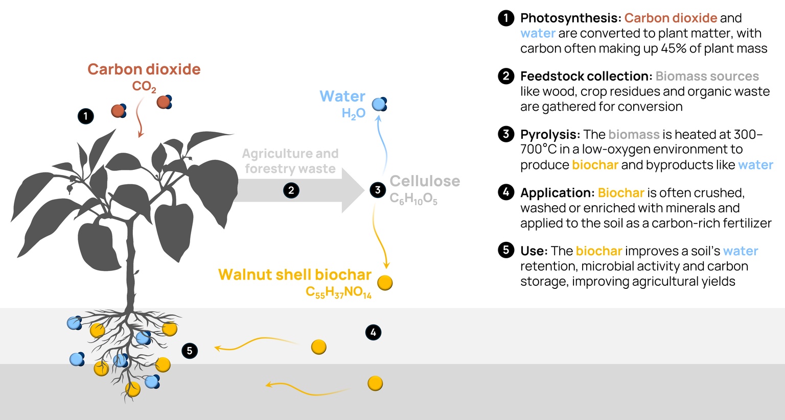 Graphic depicting how biochar uses organic material to improve organic growth