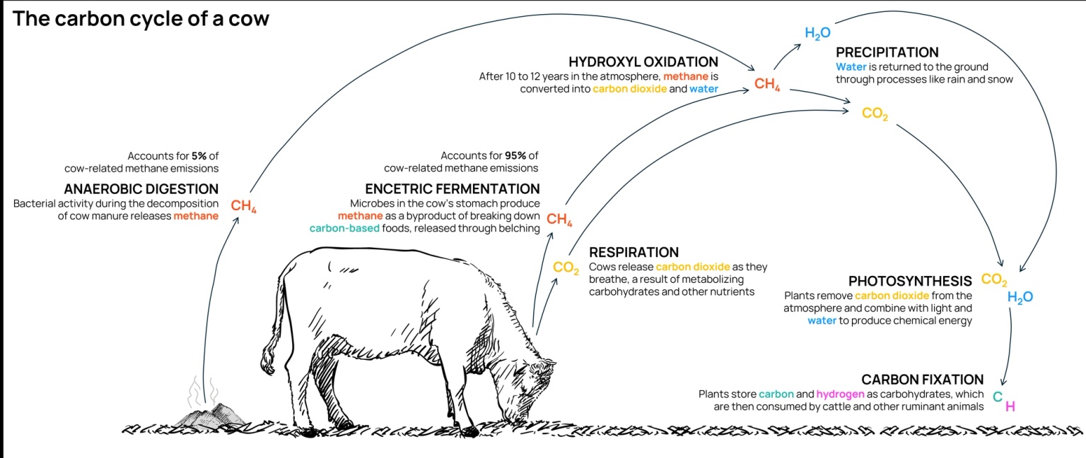 The carbon cycle of a cow