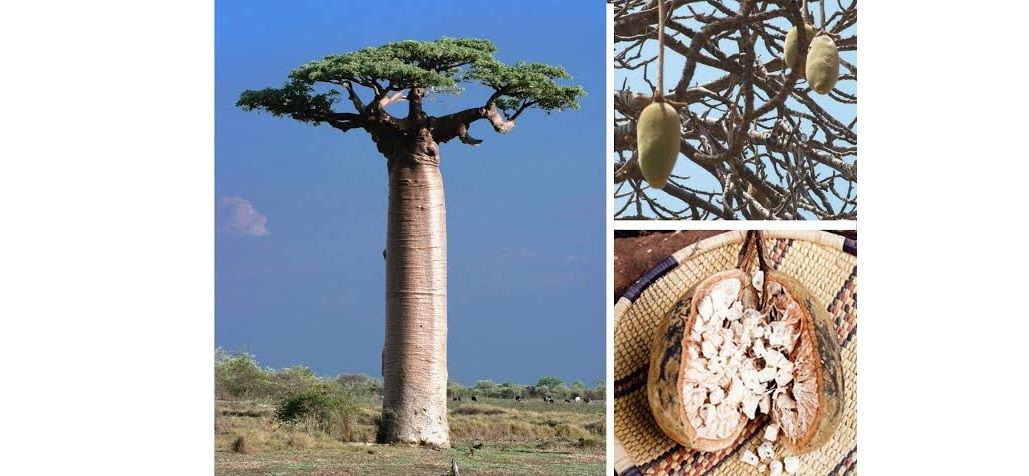 Baobab Tree: A Friend of Archaeologists