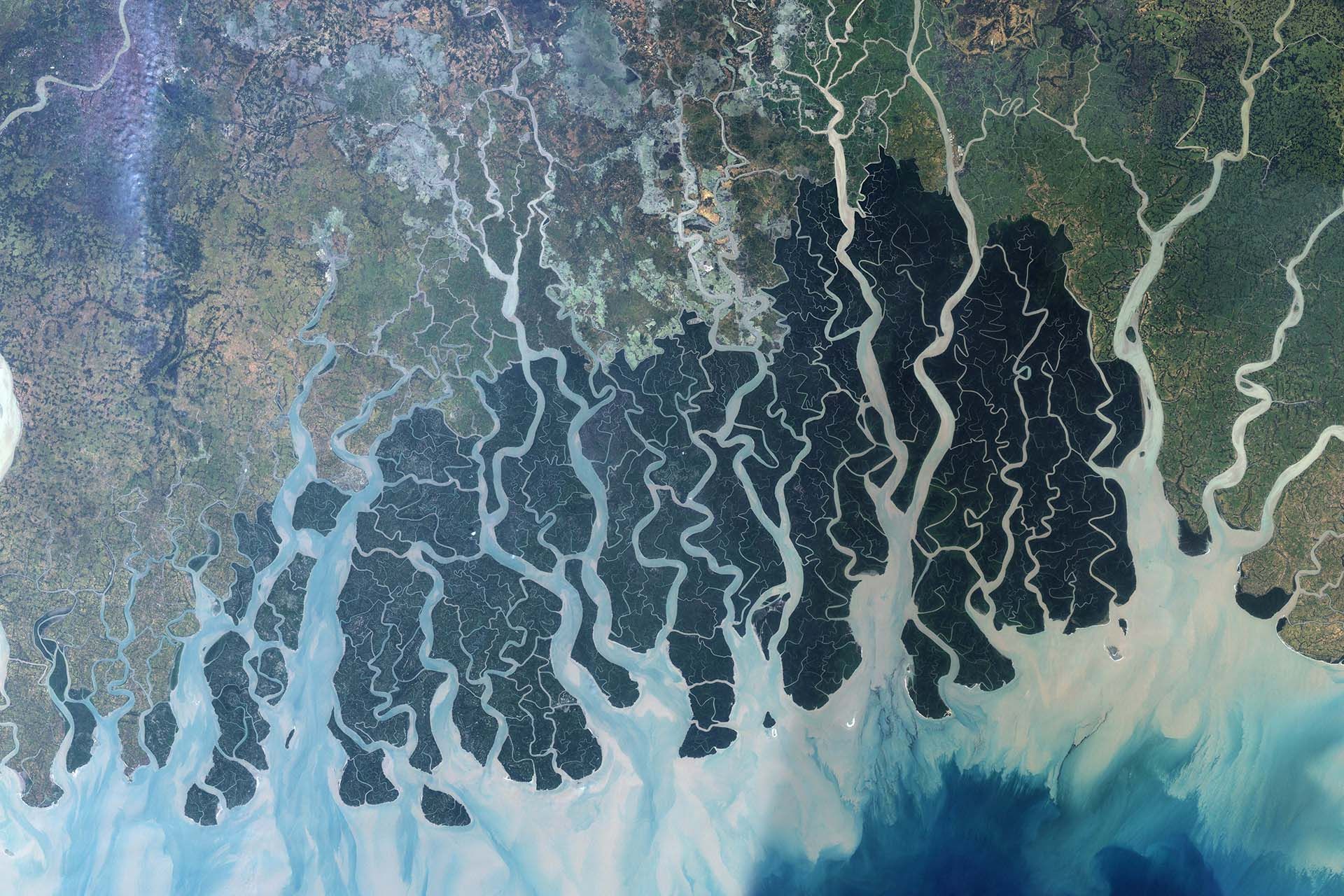 Sundarbans Python The Sundarbans: A Tale of Sahibs and Cyclones