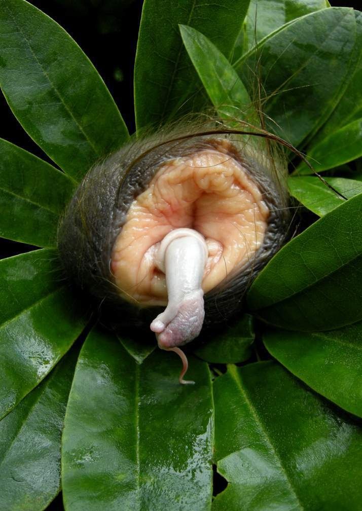 Heide Hatry, Vagina vaccae, penis arietis, 2011. Silver halide print: a flower-like form made from animal tissue, set among green leaves.