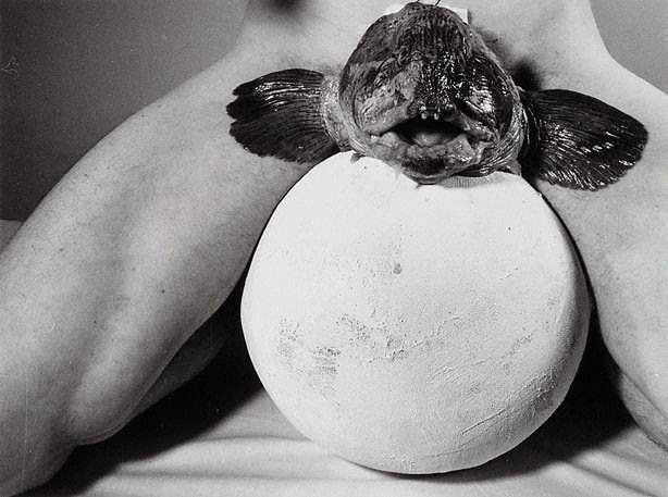 Rudolf Schwarzkogler, black-and-white photograph of an Actionist performance: a fish resting on a white sphere held against a body.