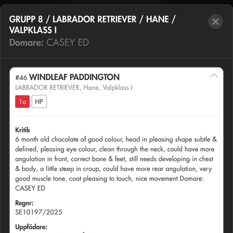 Windleaf Paddington