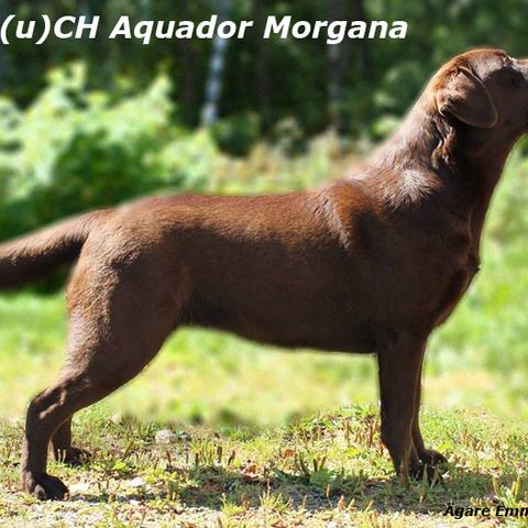 Aquador Morgana CH