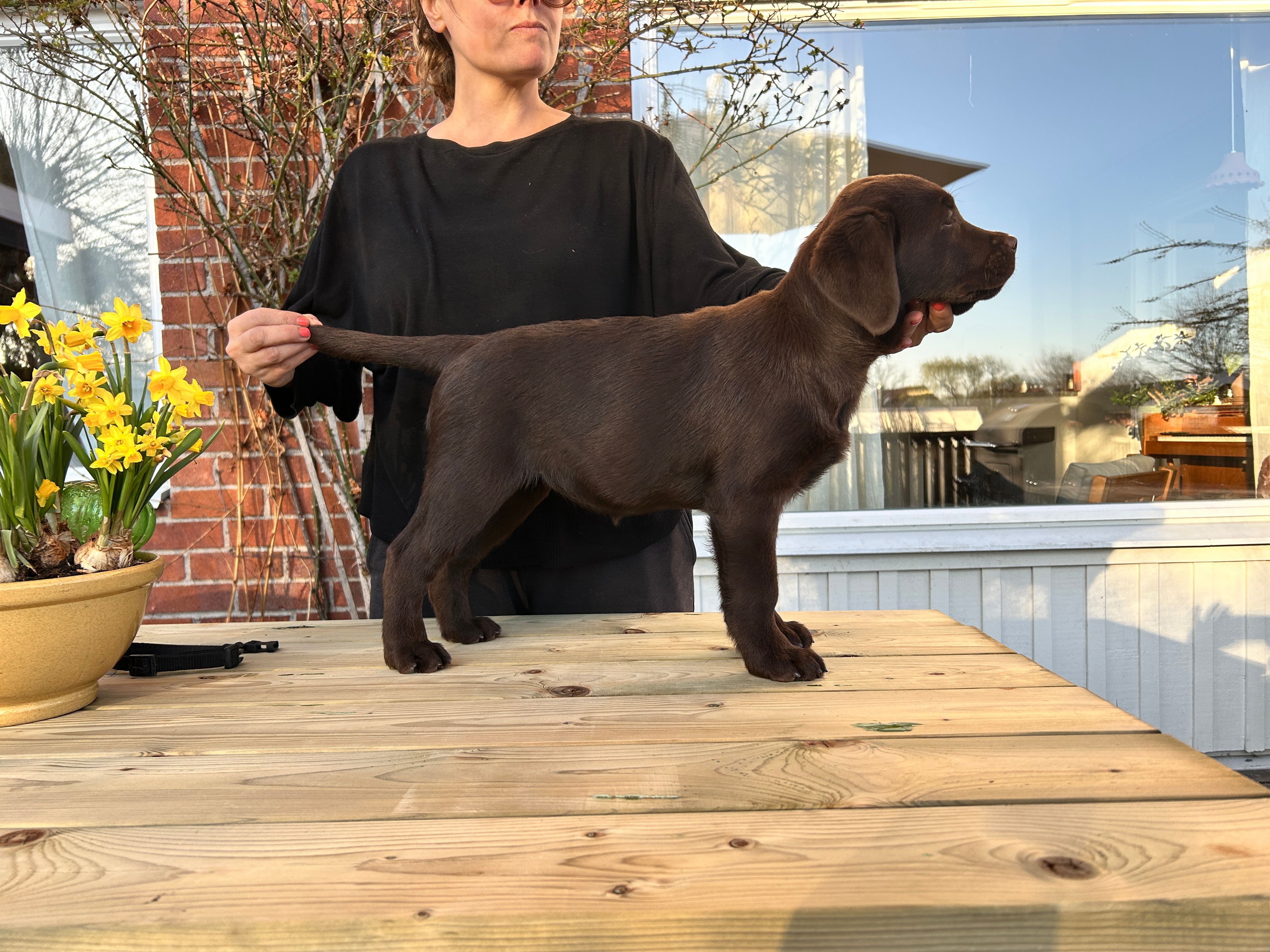 Windleaf Roaming Wild Rosie