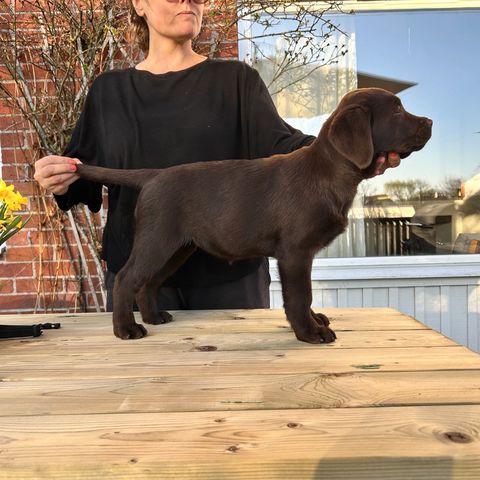 Windleaf Roaming Wild Rosie
