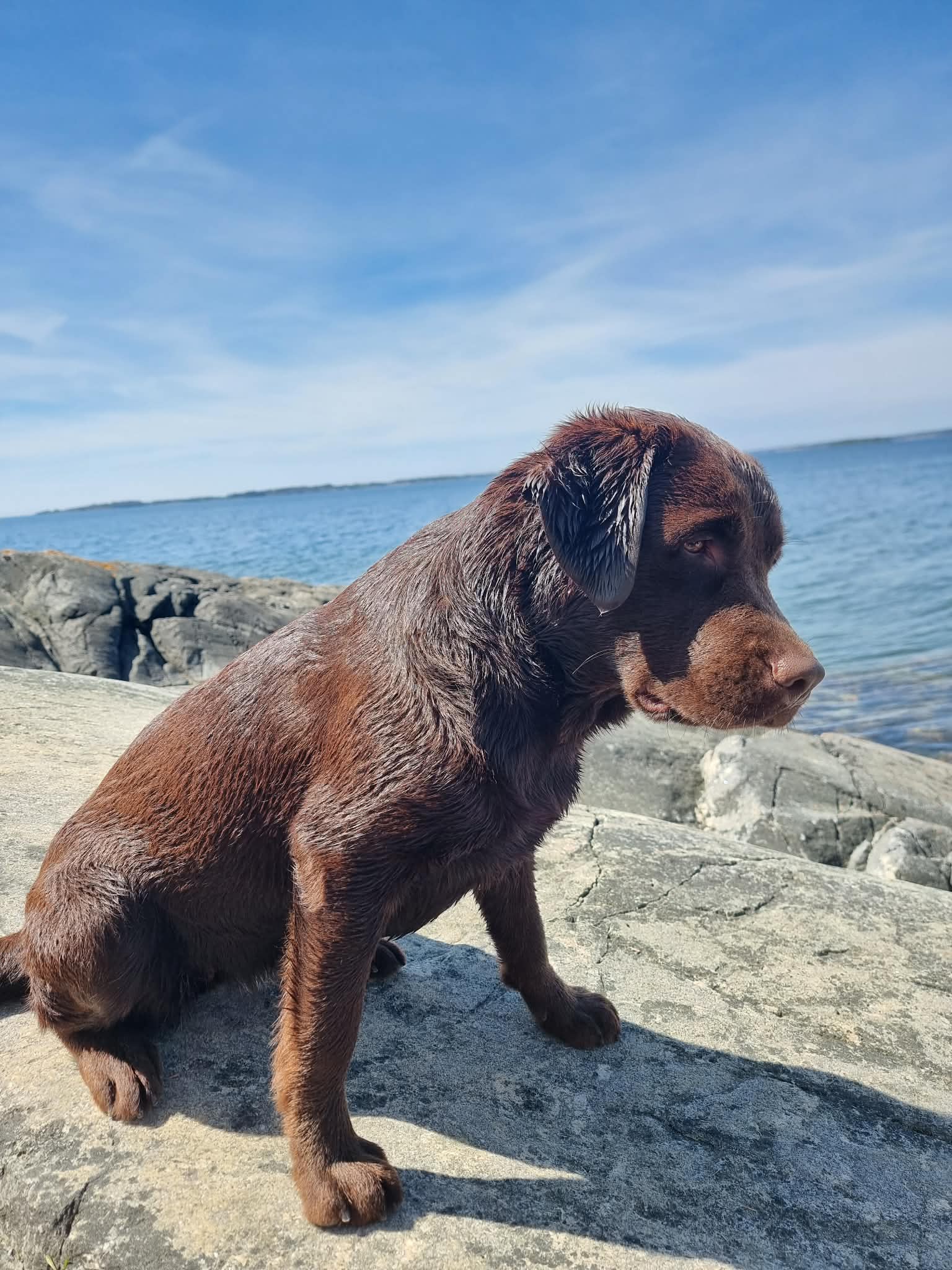 Windleaf Roaming Wild Rosie